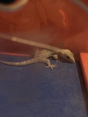 Hemidactylus turcicus