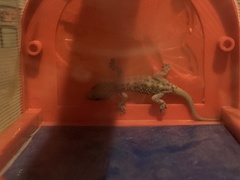 Hemidactylus turcicus