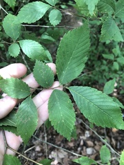 Ulmus americana floridana