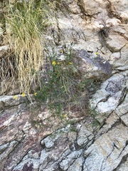 Coreocarpus arizonicus