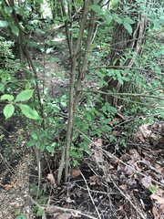 Ulmus americana floridana