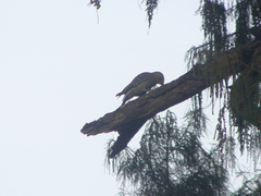 Melanerpes aurifrons