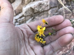Coreocarpus arizonicus