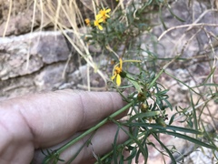 Coreocarpus arizonicus