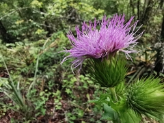 Cirsium acrolepis
