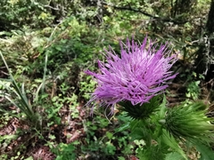 Cirsium acrolepis