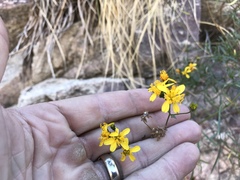 Coreocarpus arizonicus