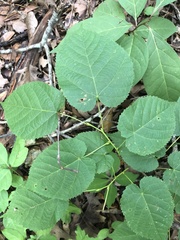 Tilia americana americana