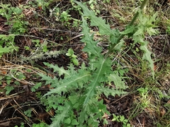 Cirsium acrolepis
