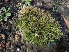 Schoenus breviculmis