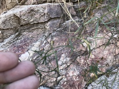 Coreocarpus arizonicus