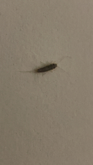 Ctenolepisma longicaudatum