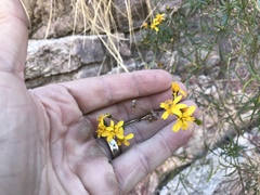 Coreocarpus arizonicus