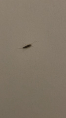 Ctenolepisma longicaudatum