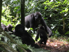 Gorilla beringei beringei