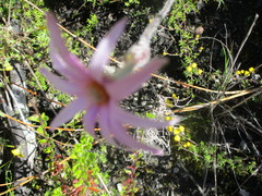 Knowltonia tenuifolia