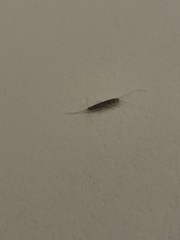 Ctenolepisma longicaudatum