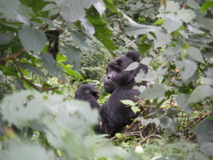 Gorilla beringei beringei