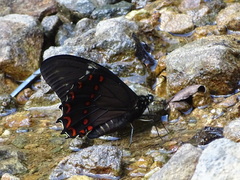 Papilio menatius morelius