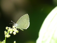 Celastrina echo gozora