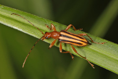 Metacmaeops vittata