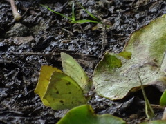 Abaeis salome jamapa