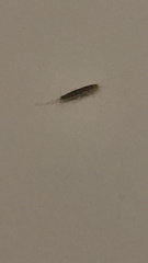 Ctenolepisma longicaudatum