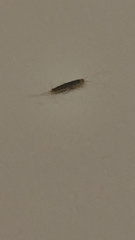 Ctenolepisma longicaudatum