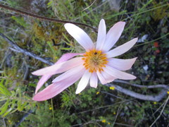 Knowltonia tenuifolia