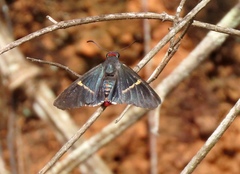 Amysoria galgala
