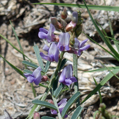 Astragalus gracilis