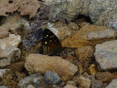 Anthanassa atronia