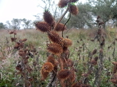 Xanthium cavanillesii