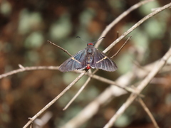 Amysoria galgala