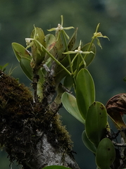 Epidendrum lacustre