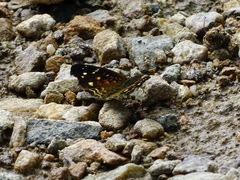 Anthanassa atronia