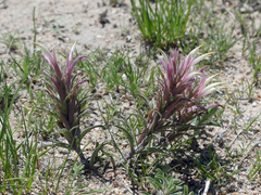 Castilleja sessiliflora