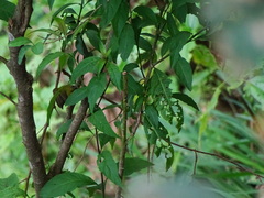 Leiothlypis ruficapilla