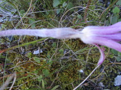 Knowltonia tenuifolia