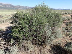 Peraphyllum ramosissimum