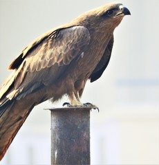 Milvus migrans