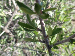 Peraphyllum ramosissimum
