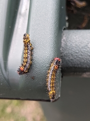 Oedemasia concinna