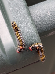 Oedemasia concinna