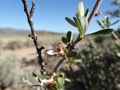 Peraphyllum ramosissimum