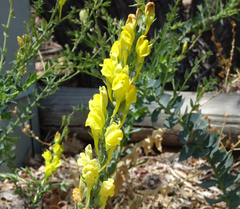 Linaria dalmatica dalmatica