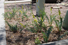 Linaria dalmatica dalmatica