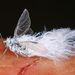 Woolly Alder Aphid - Photo (c) Judy Gallagher, some rights reserved (CC BY-NC), uploaded by Judy Gallagher