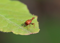 Leptapoderus rubidus