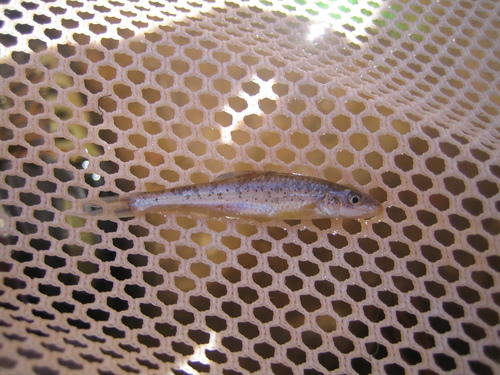 Speckled chub (Macrhybopsis aestivalis) — Cyprinidae